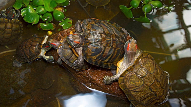 天气冷乌龟不吃食,乌龟不开口吃食怎么办