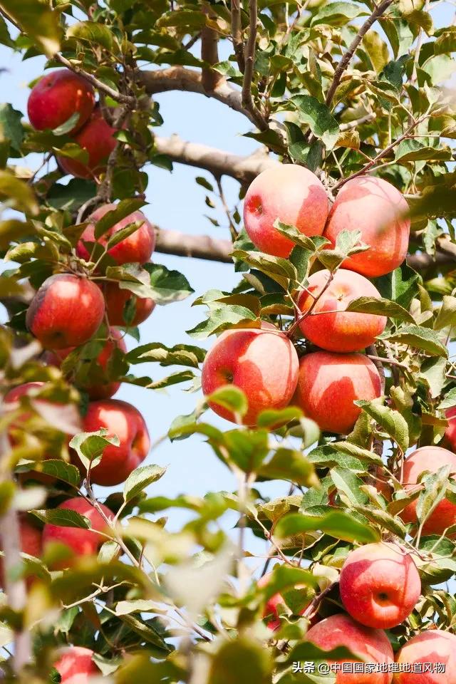 陕西水果第一大省有什么水果,陕西盛产水果吗