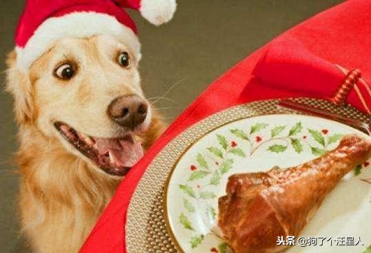 金毛犬智商相当于多少岁,金毛犬的智商排名第几位