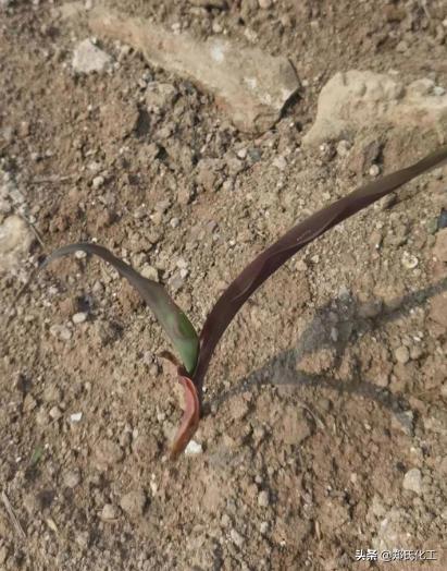 玉米苗发紫怎样防治,玉米移栽后出现紫红色