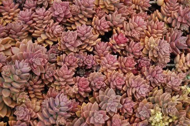 容易爆盆又好养的多肉你值得拥有,容易养好养活而且便宜的多肉