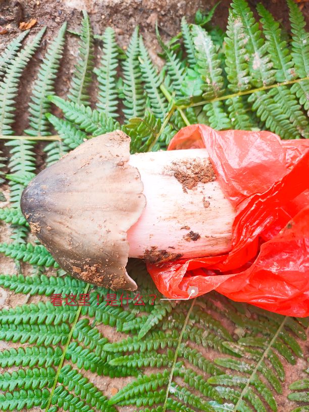 肛周脓肿中医,肛周脓肿发烧