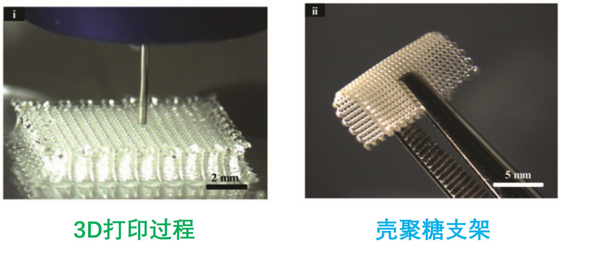 美食→生物材料|小龙虾→伤口敷料
