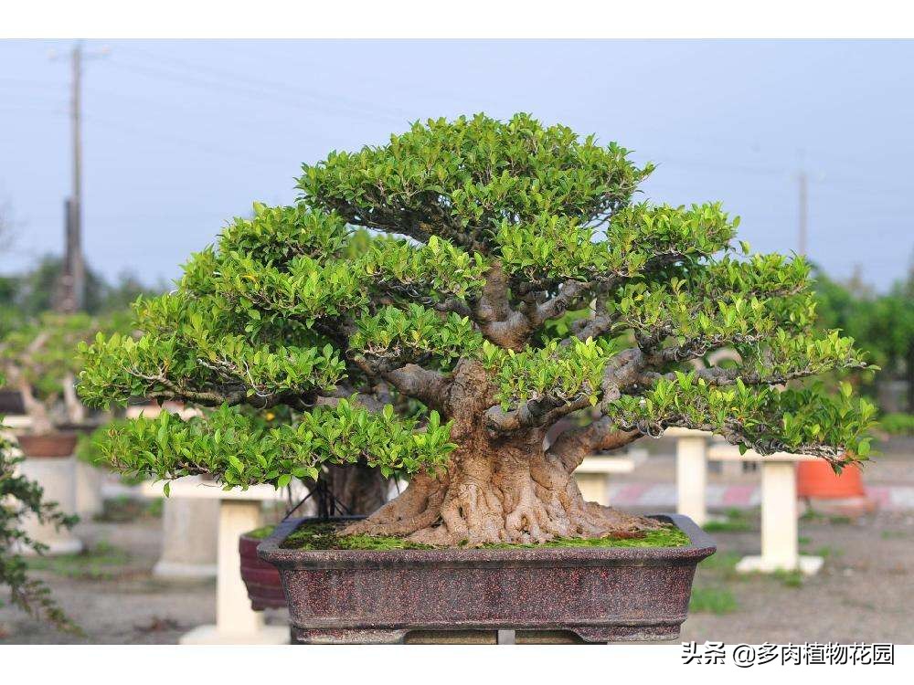 榕树如何养护才能旺盛,榕树叶片怎么养才能绿