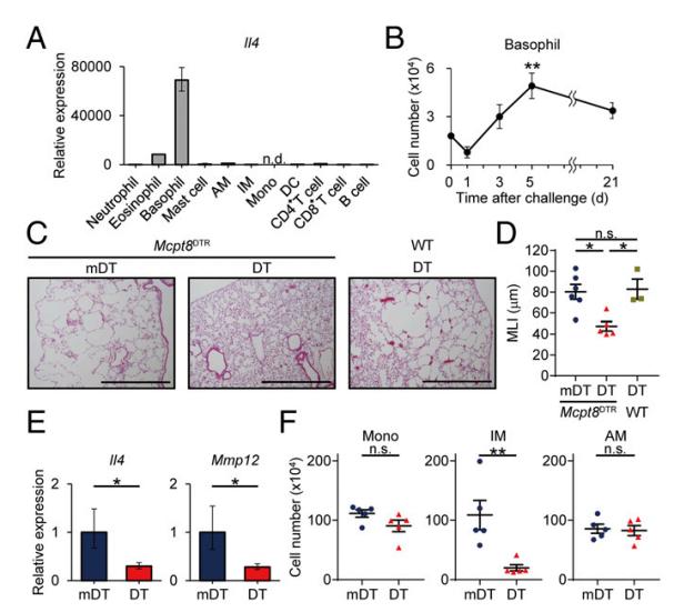 嗜碱性粒细胞0.08与肺结核有关吗,肺气肿与肺泡表面活性物质有关吗