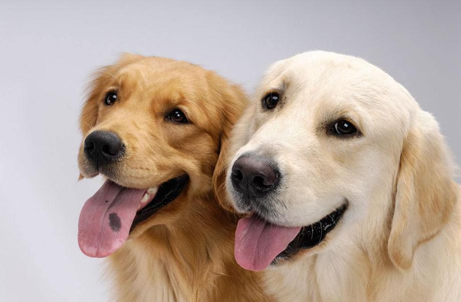 金毛老了后腿站不稳怎么办,金毛有白眉毛是老了吗