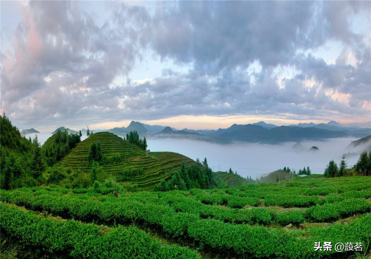 大红袍乌龙茶是绿茶红茶,青茶和乌龙茶是一种茶吗为什么