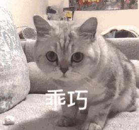 猫藓怎么防止猫去抓,猫癣怎么才能治好