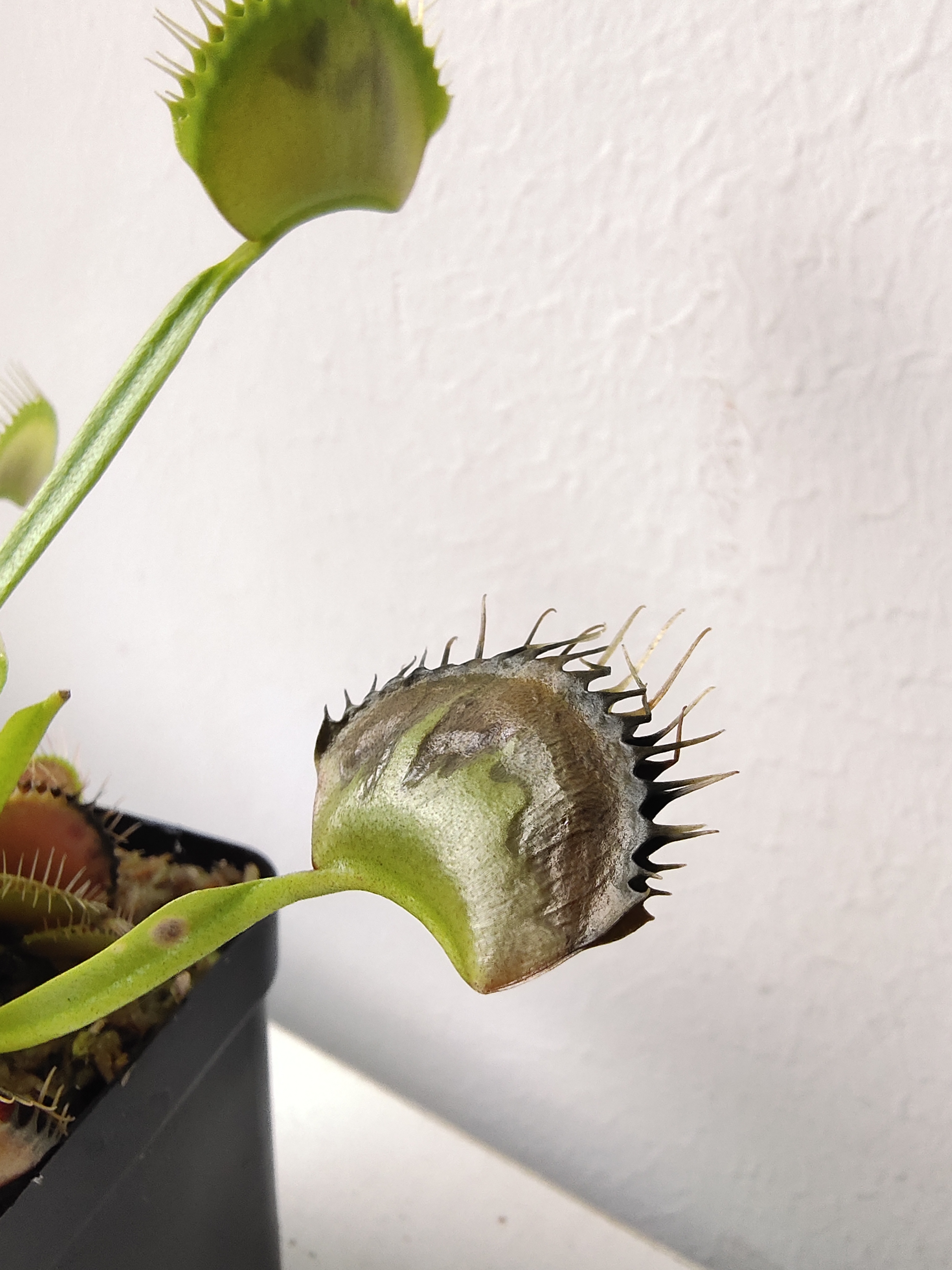 怎么让捕蝇草快速长大,捕蝇草长大是什么样子