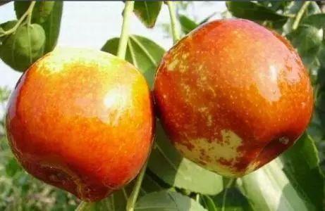 中国各省特产哪些值得带,中国各省区特产地图