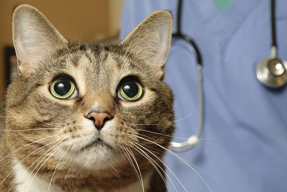 猫鼻子干燥嗜睡无精神不吃饭,猫鼻子干燥是什么原因