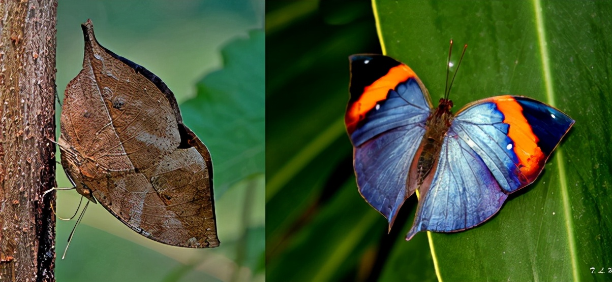 特别的蝴蝶图片,特别的蝴蝶的作文400字