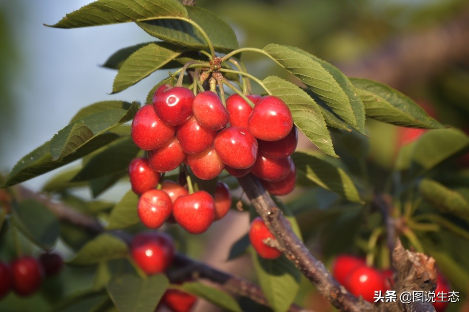山海关:一沟大樱桃换来半坡别墅