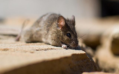 家中养老鼠有什么预兆,家中进老鼠意味着什么