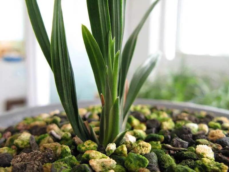 春剑玉露兰花品种介绍,春剑红素兰花品种价格一览表