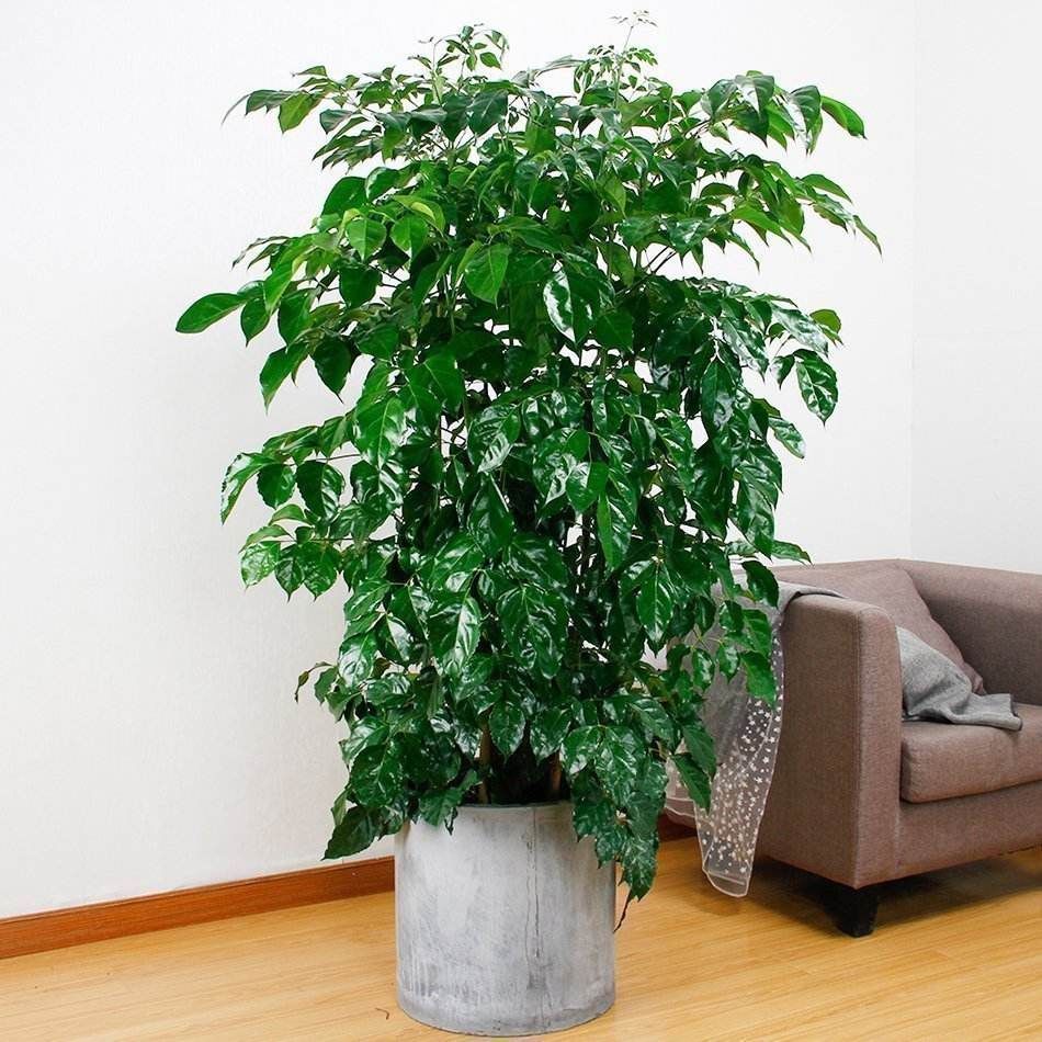 怎么挽救幸福树叶片干又黄,幸福树叶黄怎么处理