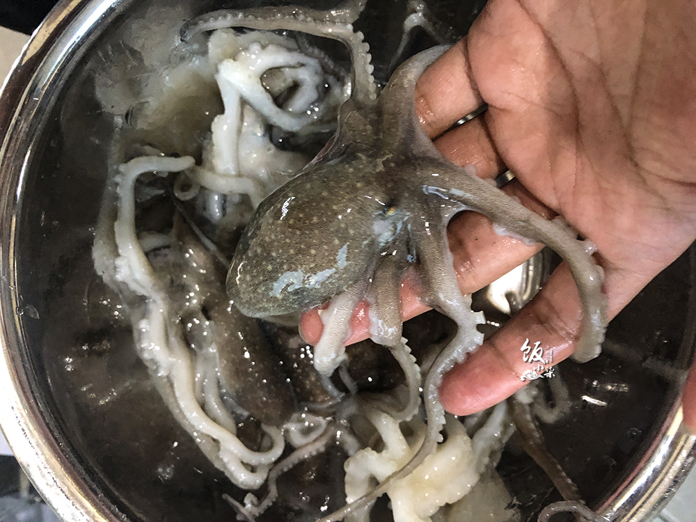 八爪鱼做熟咬不动还能怎么整,做的八爪鱼为什么咬不动