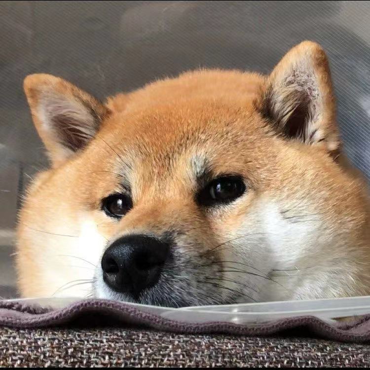 线上买柴犬靠谱的店,网上怎么买柴犬靠谱