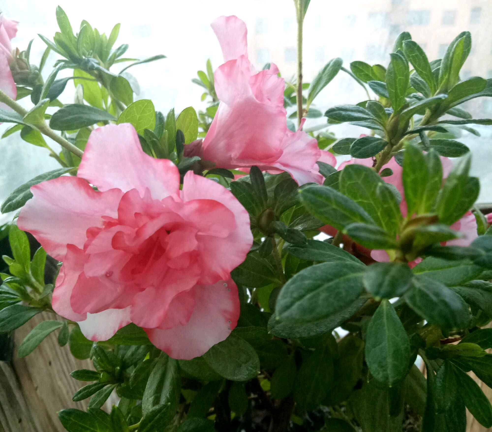 杜鹃花上部分花瓣有黑斑,杜鹃花叶子有黑斑