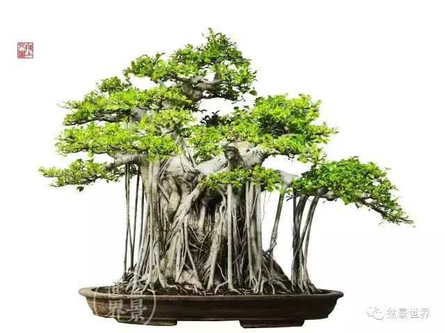 榕树罗汉松风水树,什么形状的榕树盆景好