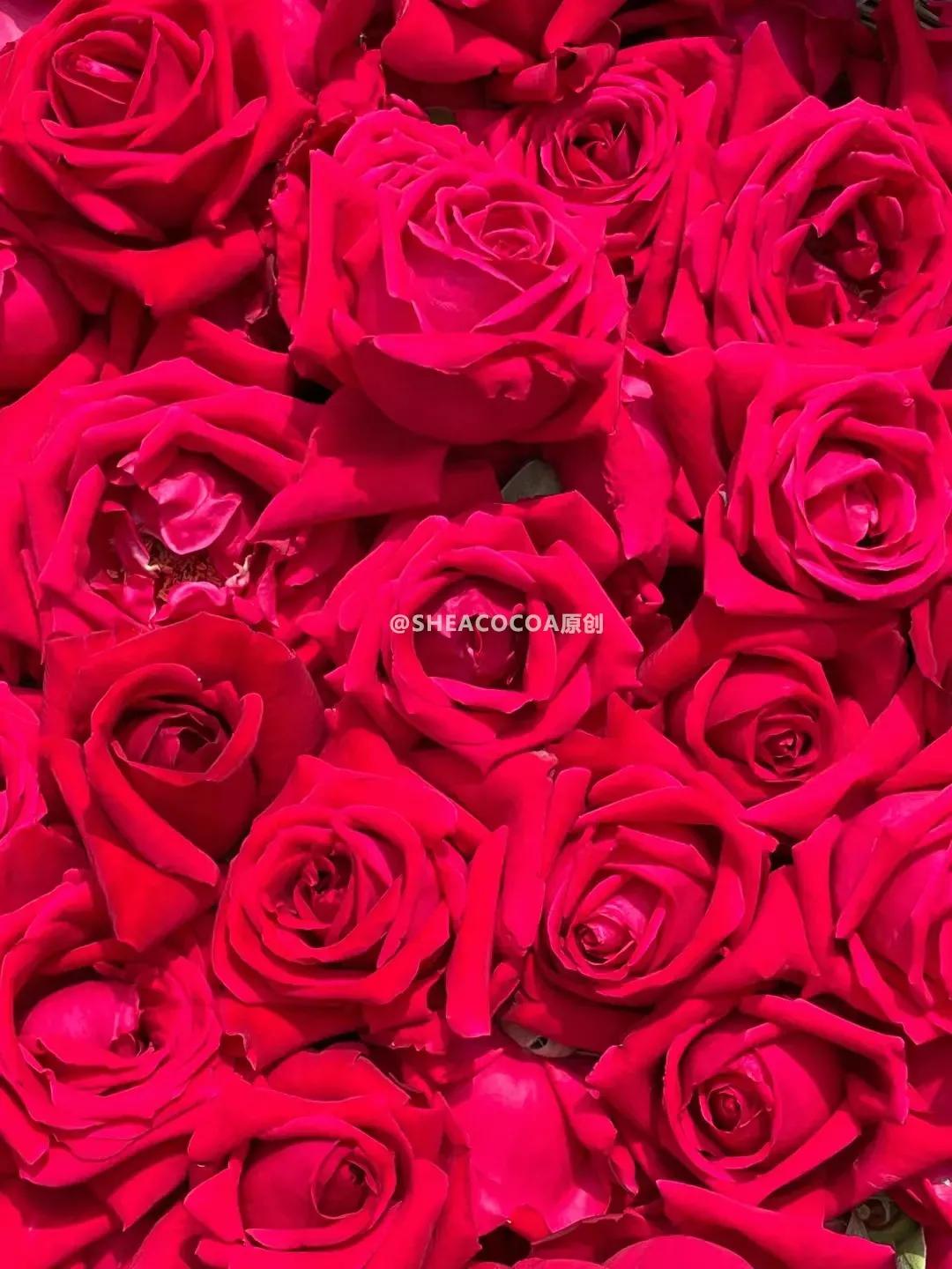 玫瑰细胞液保湿,纯天然玫瑰细胞液