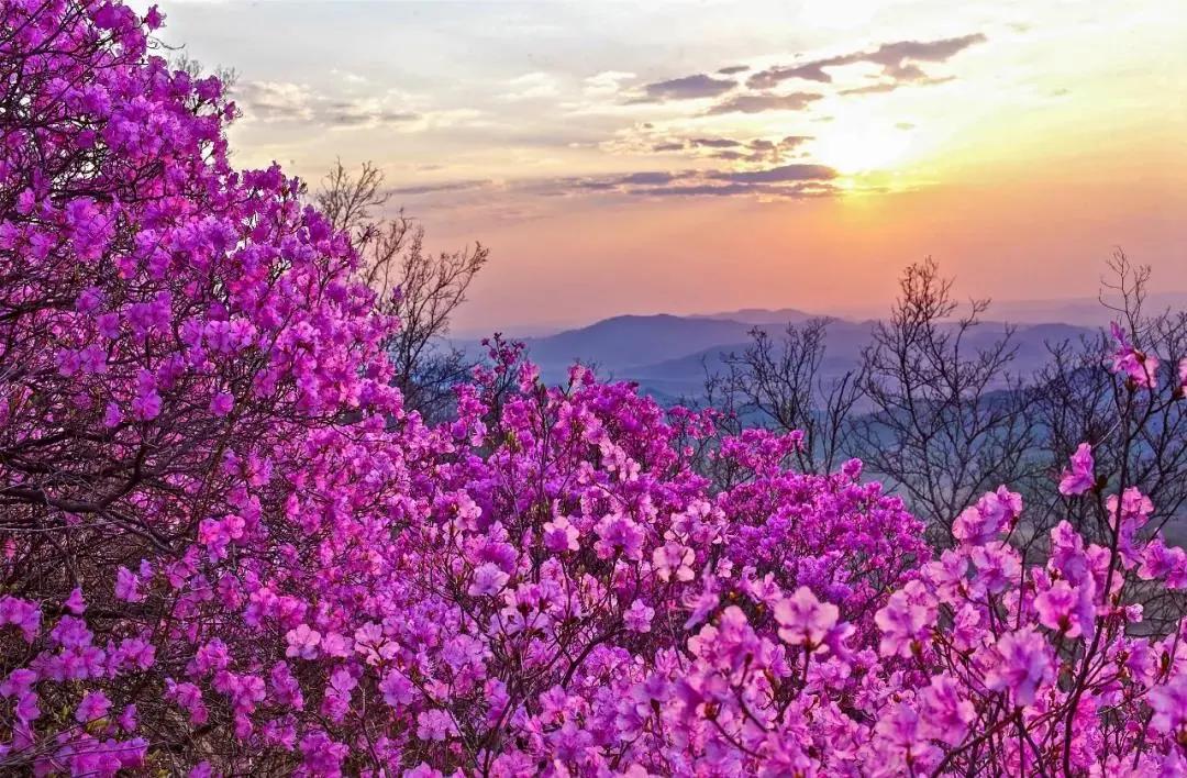 苏炳添,通辽欢迎你!吴智强,快带苏炳添回家