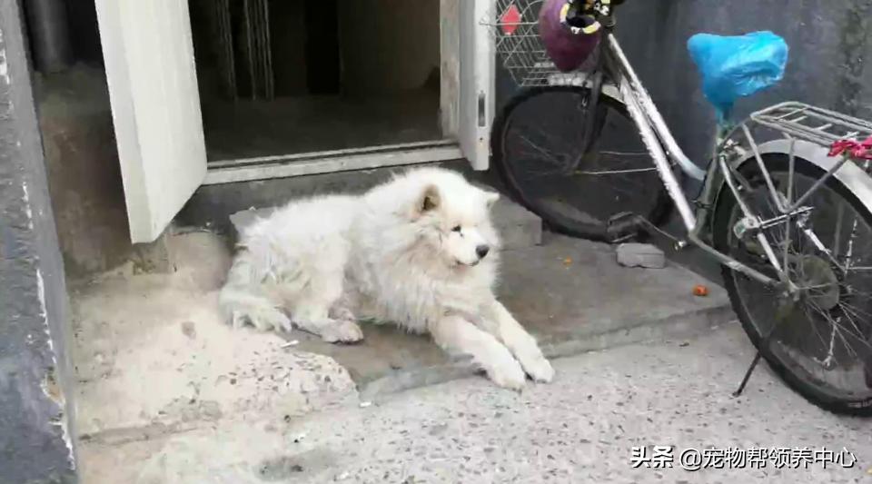 除夕,身上恶臭的萨摩耶在家门口流浪:为什么要抛弃我?