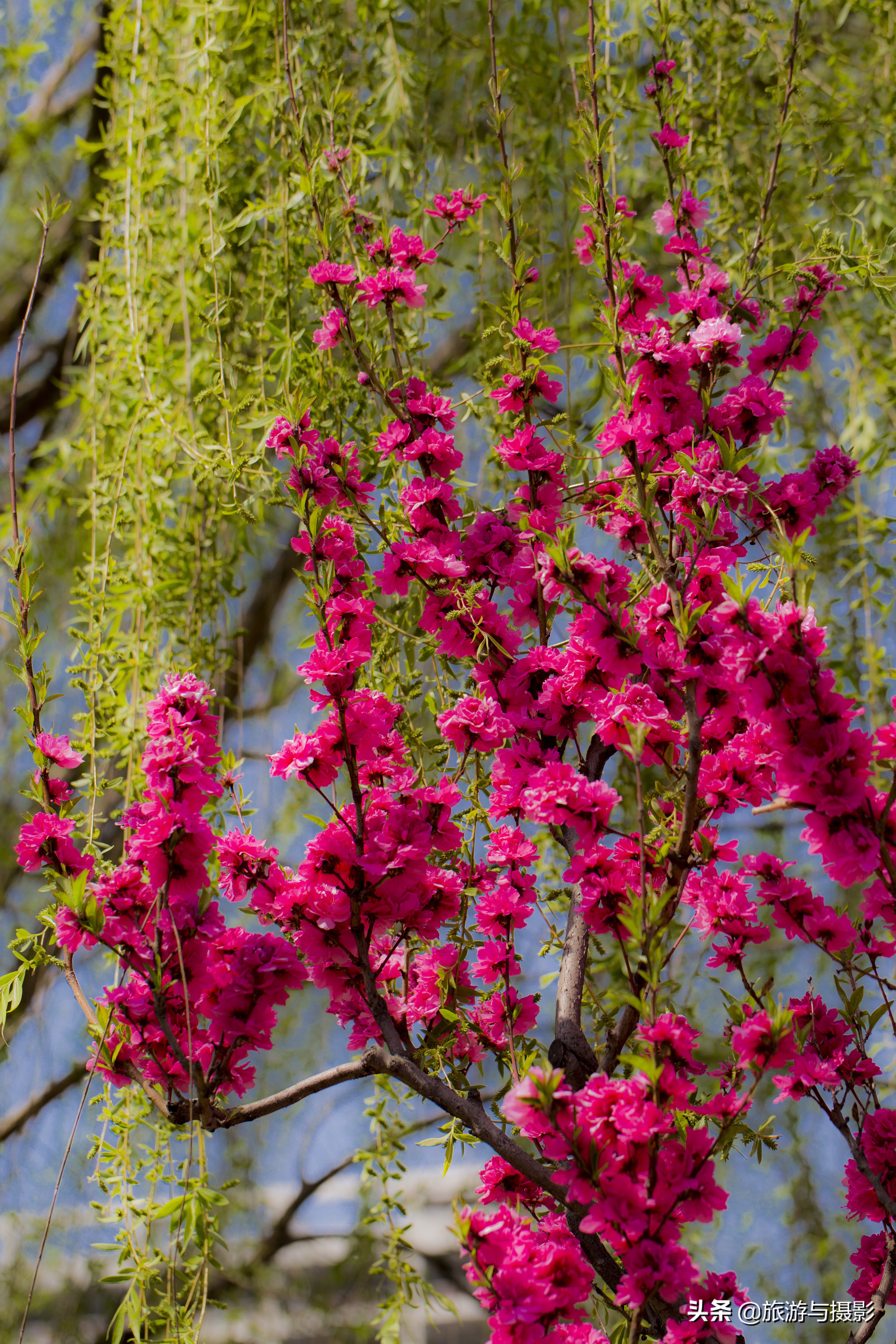 海棠花诗七绝,南宋海棠花图古诗