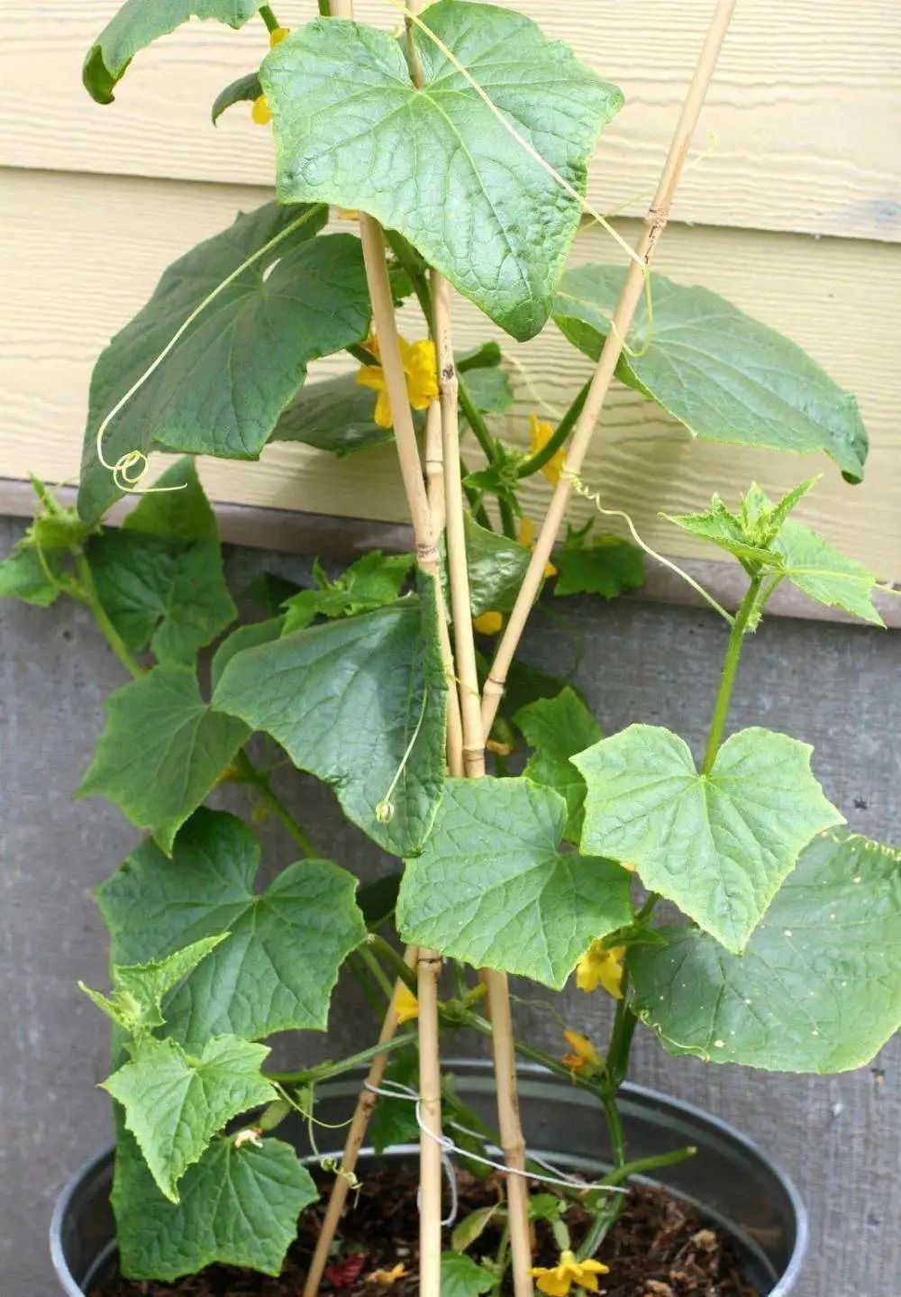 6步在阳台上栽种黄瓜，解开黄瓜生长过程中遇上的栽培难题