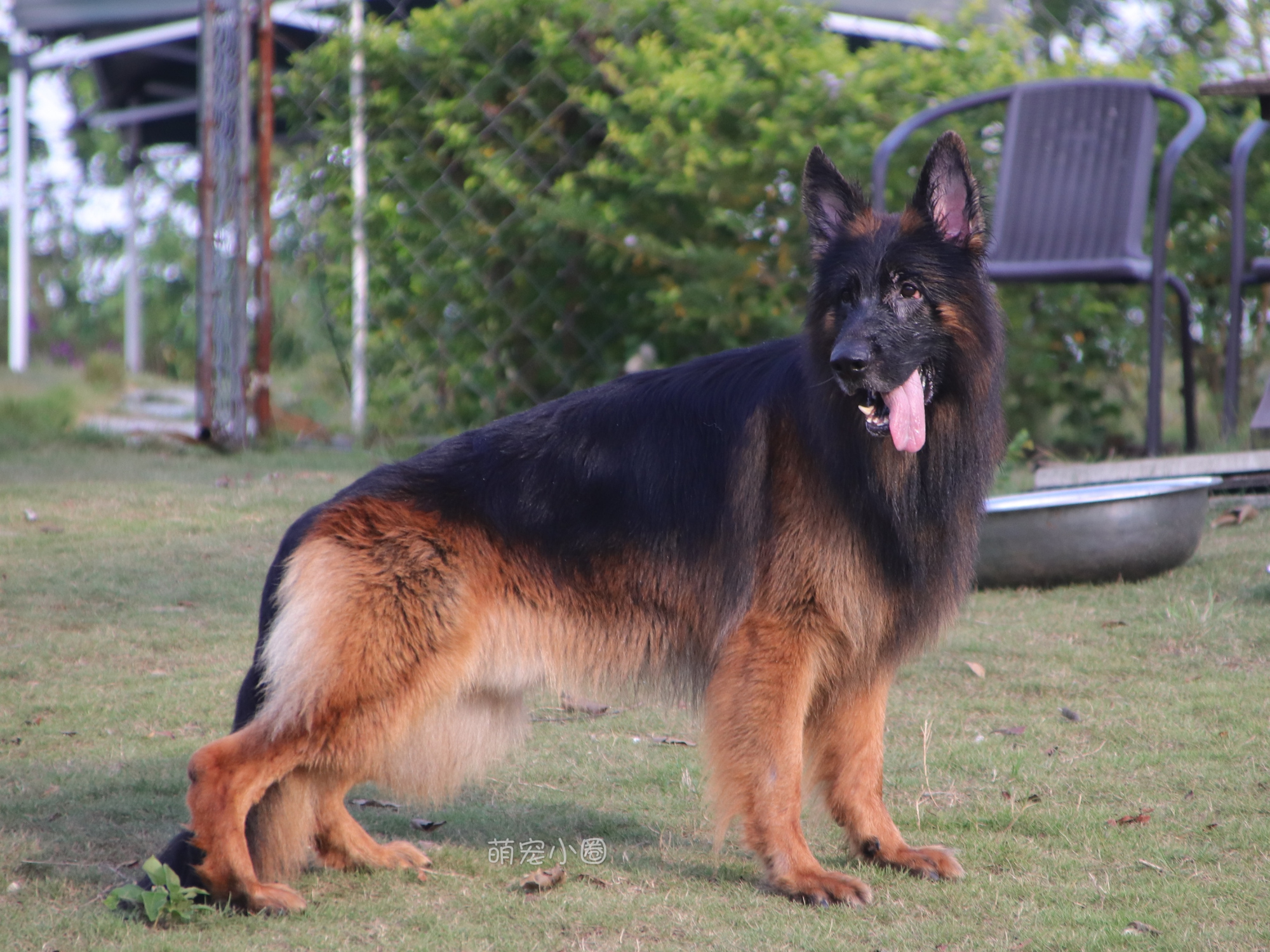 宠主们这8种水不能长期给狗狗喝，兽医表示：长期喝等于慢性自杀