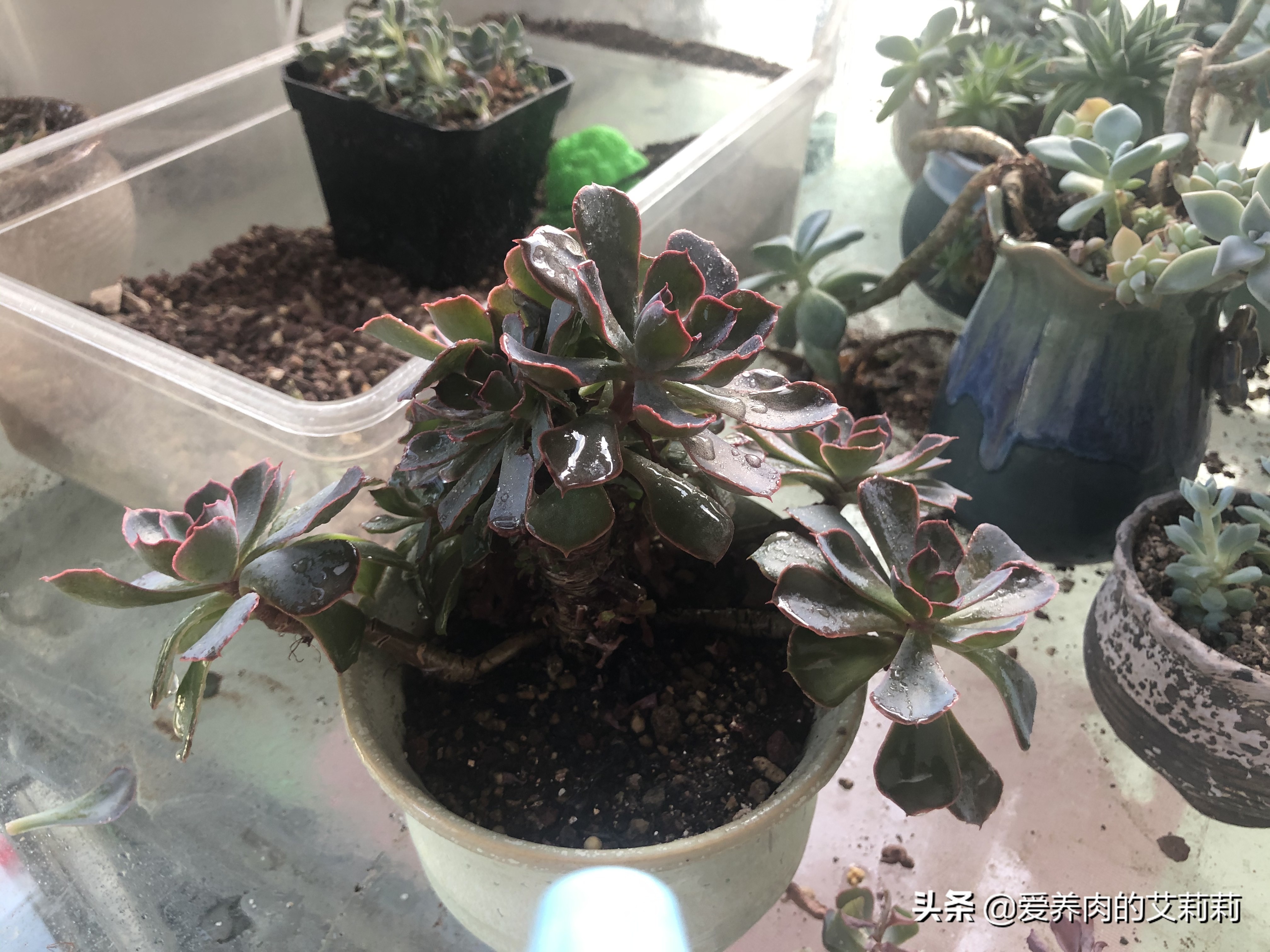 解决多肉长蚧壳虫有套路,与多肉相遇已经是第六个年头了