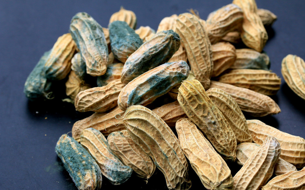 花生霉变能吃吗,霉变的花生做肥料怎么处理