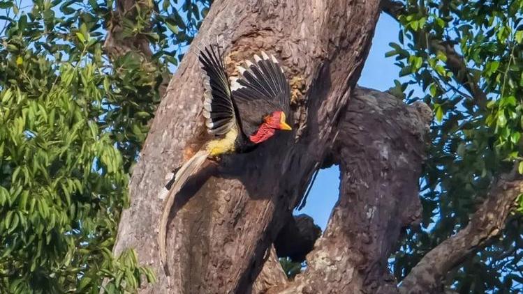 头骨最值钱鸟,头骨很珍贵的鸟