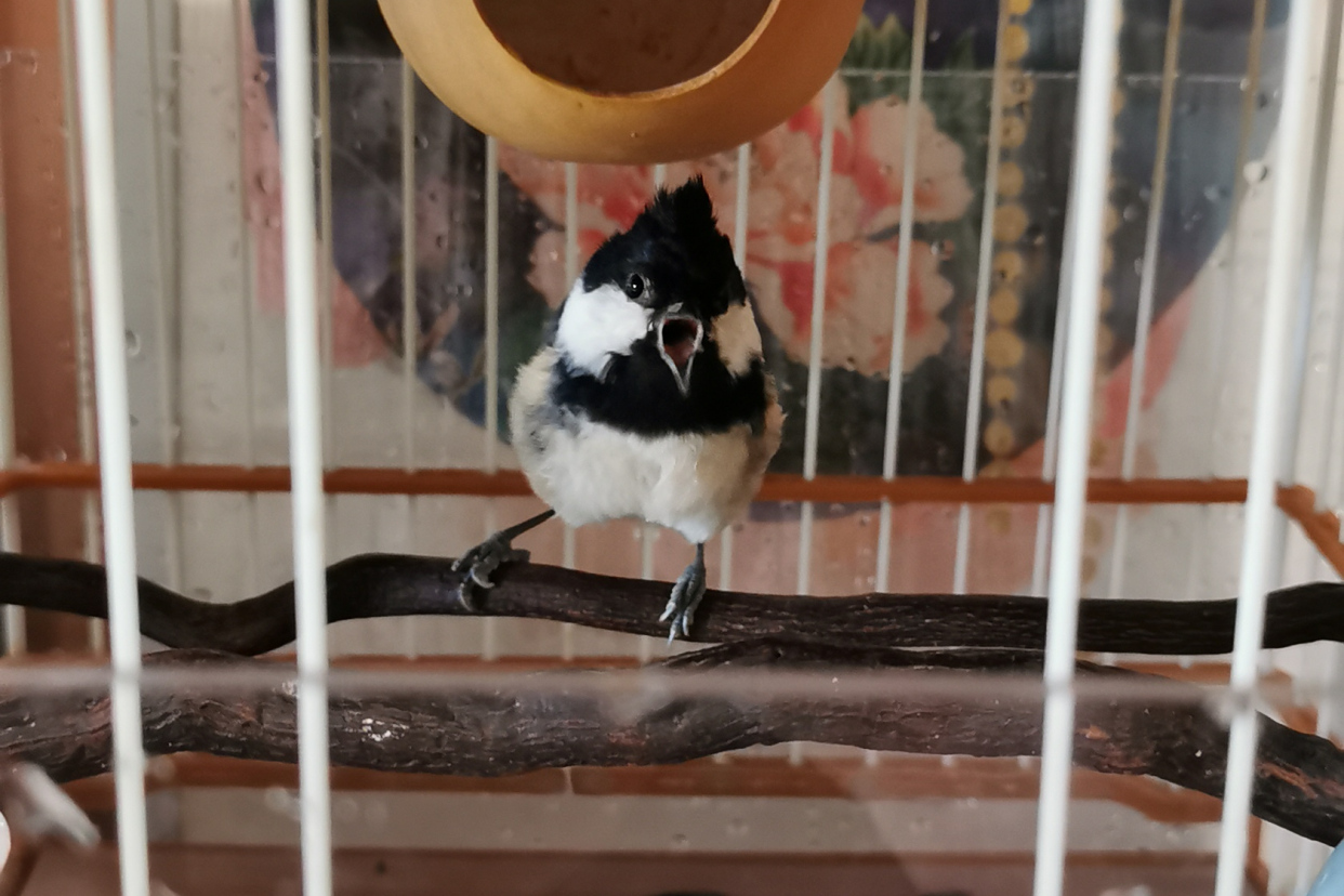 为什么养贝子鸟的多,冬季养贝子鸟的经验