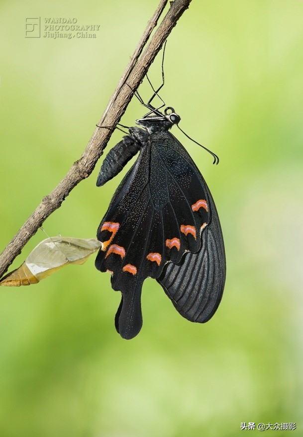 他7年专注拍蝴蝶,获“蝶痴”、“蝶仙”雅号