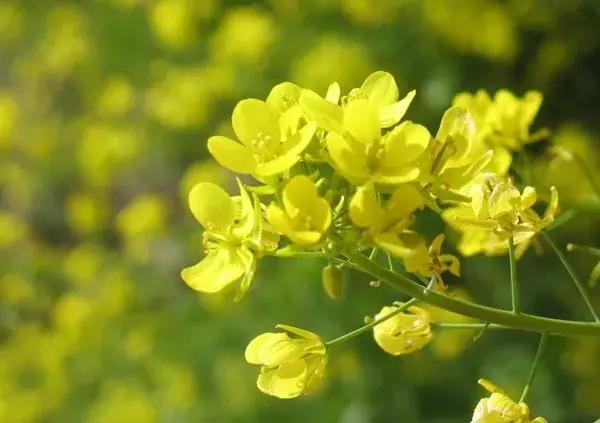 最适合赏花的花,视觉盛宴五种赏花名花供您选择