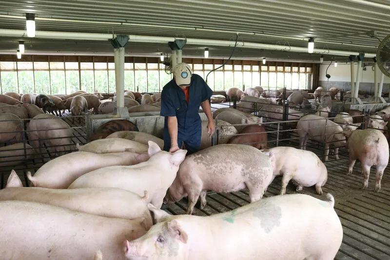 为什么中国每年从美国大量进口肉,为什么中国进口俄罗斯大增