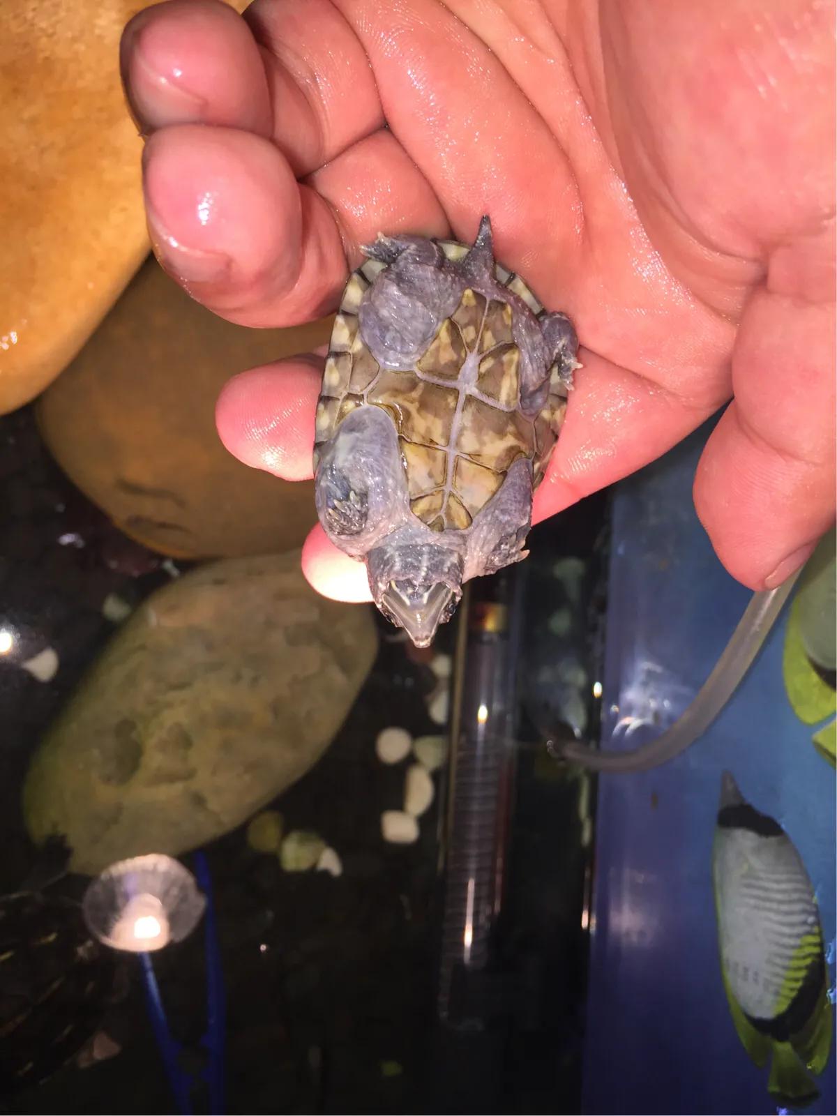 那些年我们养的小动物,盘点这些年我养过的动物