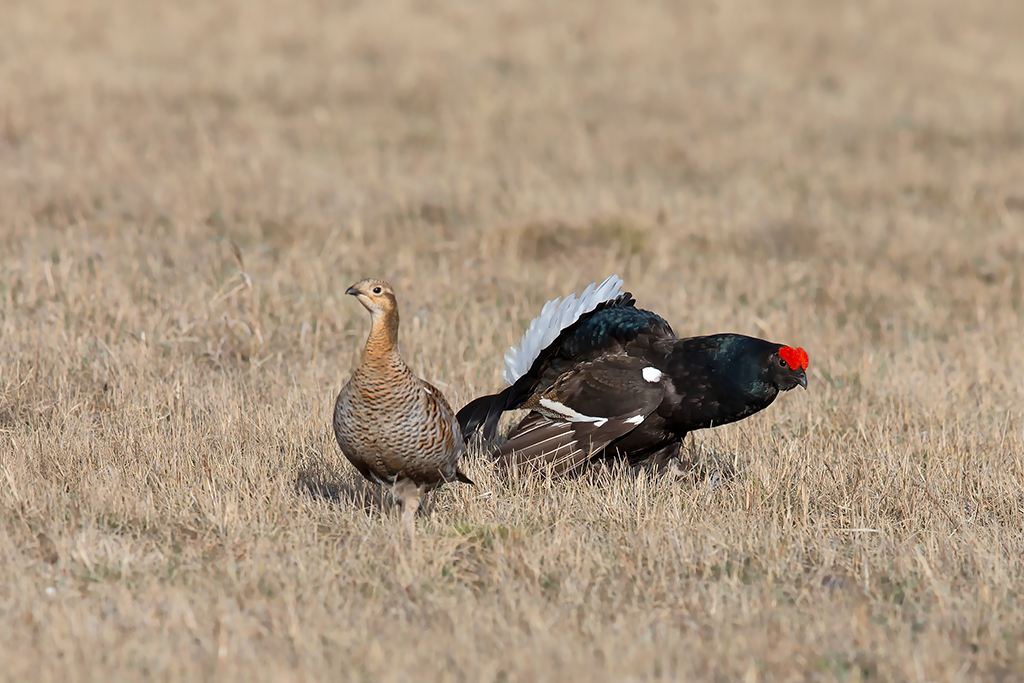 鸟类求偶成本,鸟类有哪些求偶方式呢