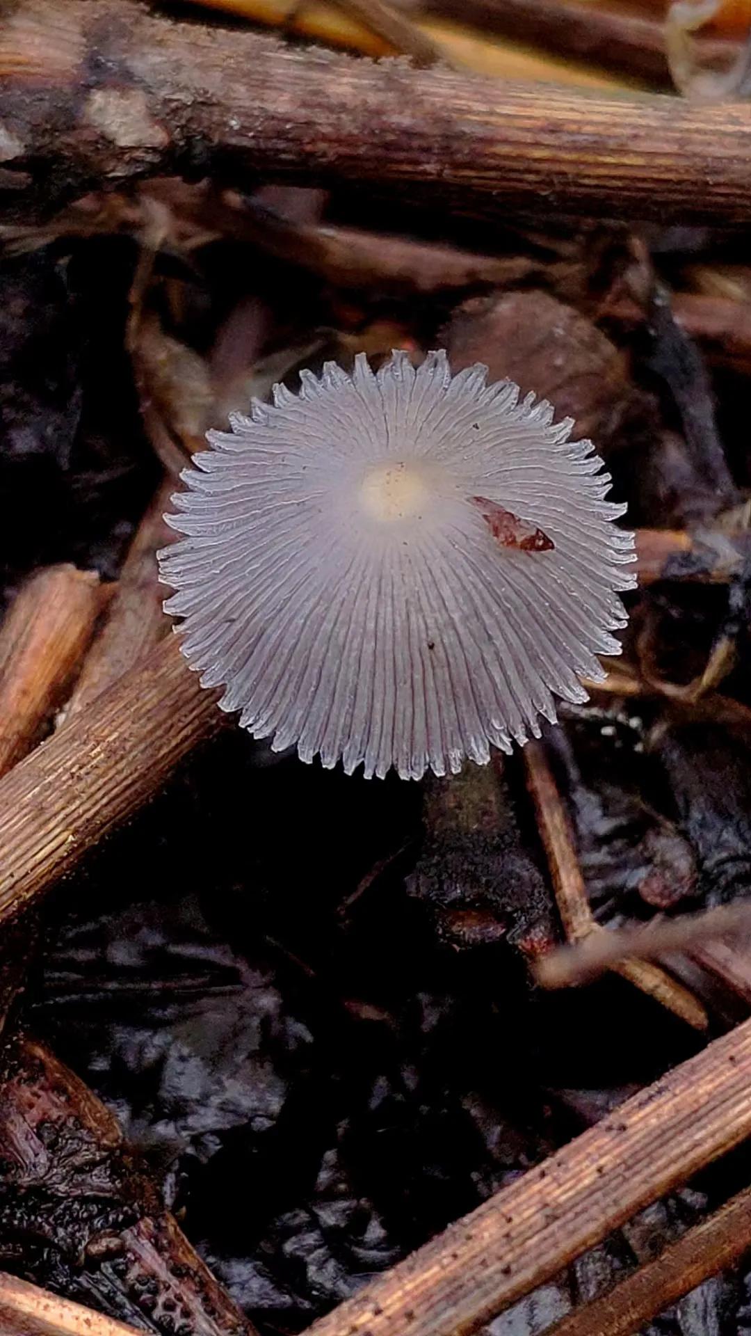 绗旀潵,绗旀潵灏忚