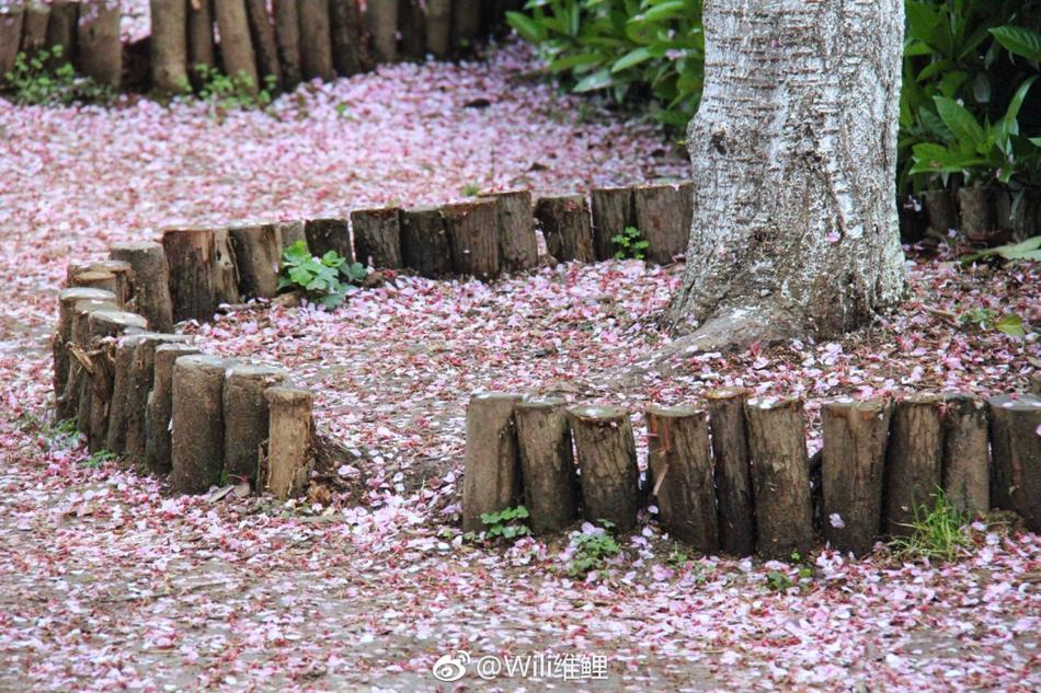 樱花死亡的故事,樱花死亡原因分析