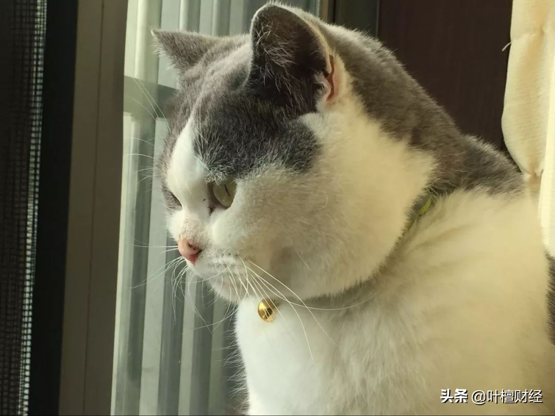 中弘股份的退市申诉为何没通过,卷入中弘股份的重组风波