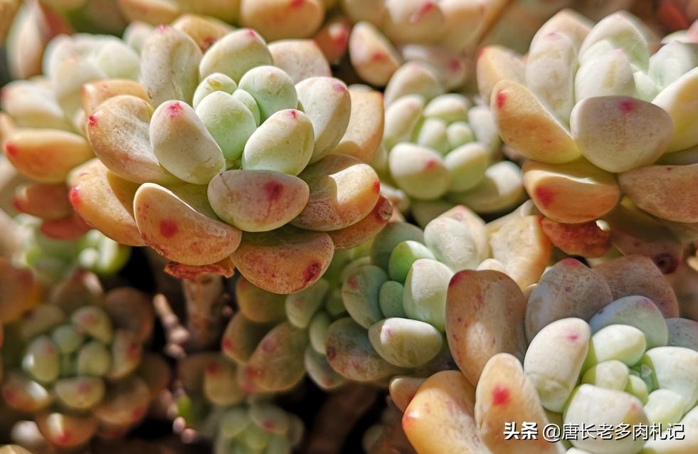 多肉劳尔一直蔫,多肉劳尔怎么养新手必看
