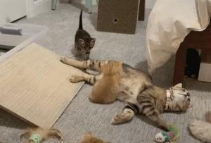 流浪猫猫赖到门口不走,流浪猫在我家门口赖着不走了