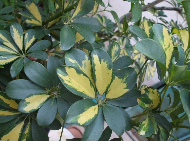 水培鸭掌木不翠绿怎么回事,鸭掌木叶子不油亮