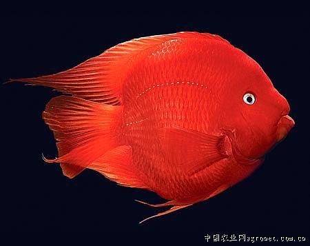 红鹦鹉鱼哪个品种最好,血鹦鹉鱼适合和什么鱼混在一起
