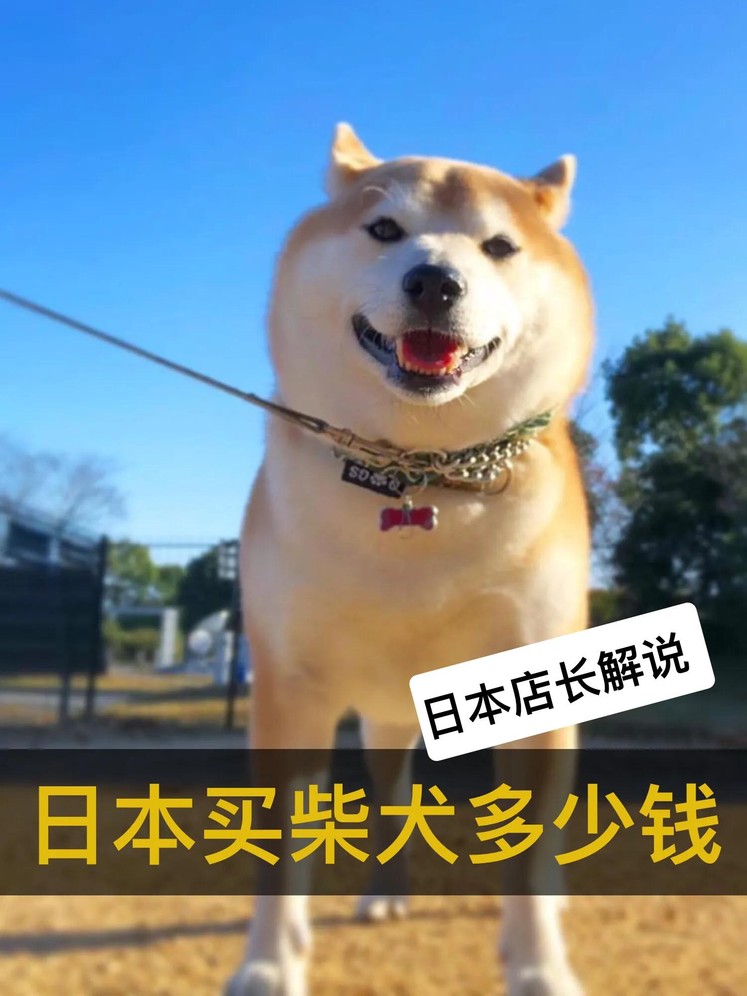 在日本买柴犬要60万？