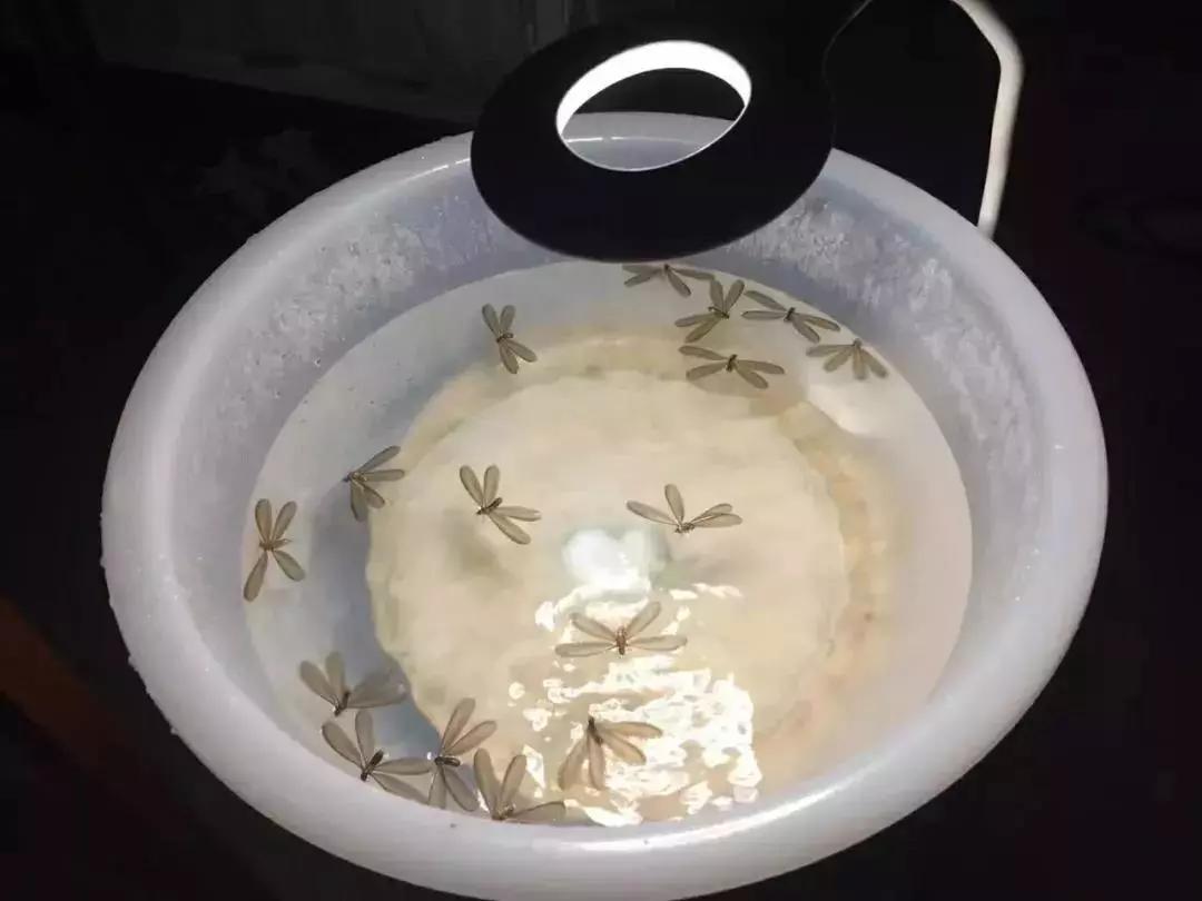 晚上开灯进来好多小飞虫怎么办,晚上开灯就引来很多飞虫是什么