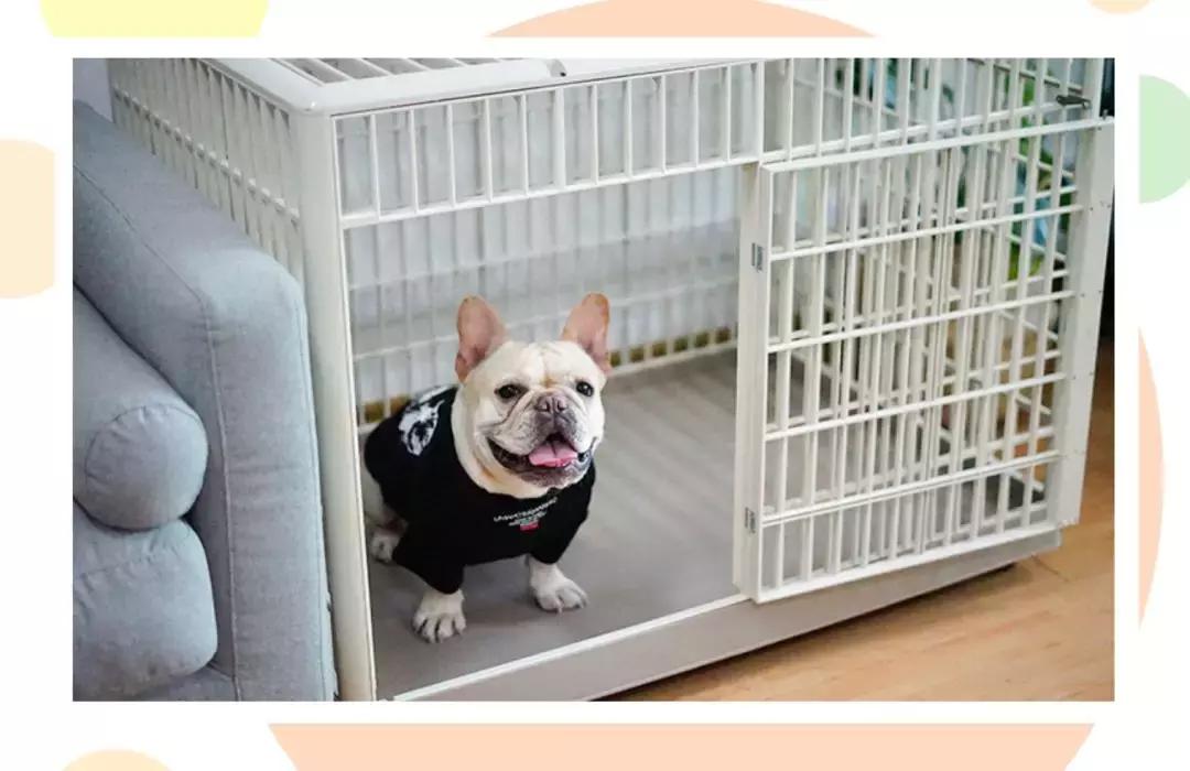 狗狗爱乱尿尿?你打它是没用的!快来看看正确解决方法