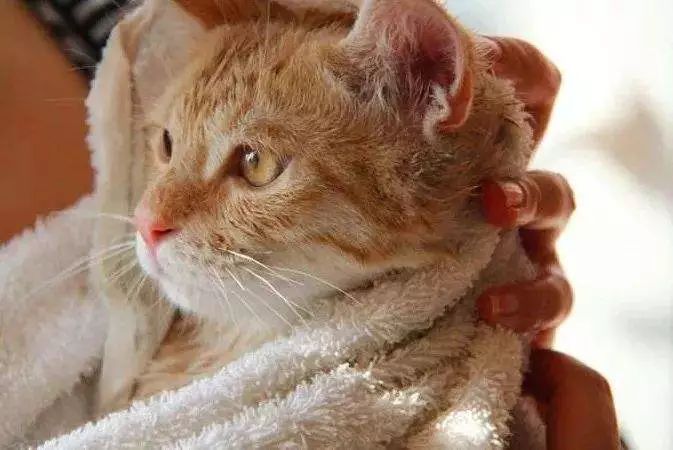 猫咪用了免洗手套洗了要吹干吗,猫咪洗澡不给吹干多久能自己干